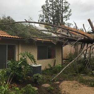 Fallen tree lies on the roof of the house