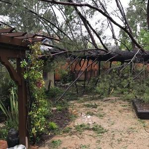 Fallen tree lying in the garden