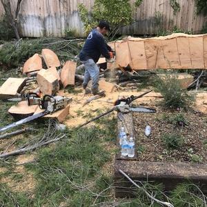 Employee saws the tree down piece by piece