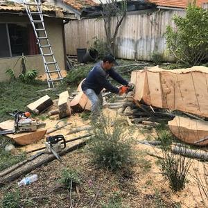 Employee saws the tree down piece by piece