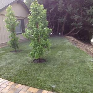 Turf was laid around the new trees