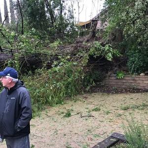 Fallen tree lying in the garden
