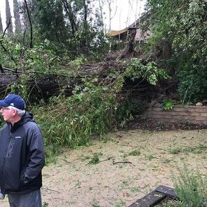 Fallen tree lying in the garden