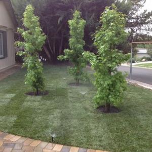 Newly planted trees and freshly laid turf